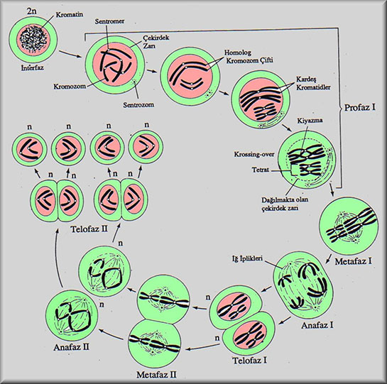 Mayoz Bölünme Özellikleri ve Faydaları Nelerdir?
