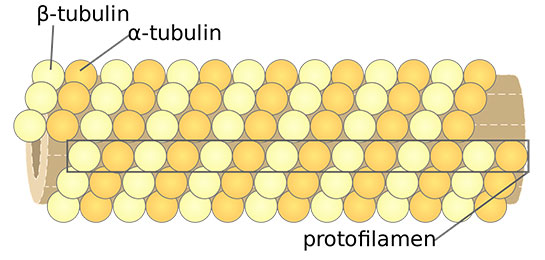 Mikrotübül Özellikleri ve Faydaları Nelerdir?