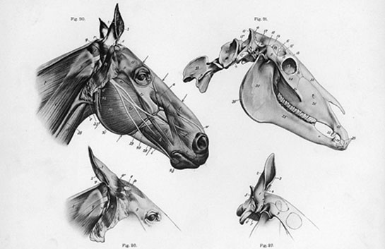 Morfoloji Özellikleri ve Faydaları Nelerdir?