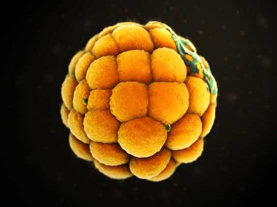 Morula Özellikleri ve Faydaları Nelerdir?