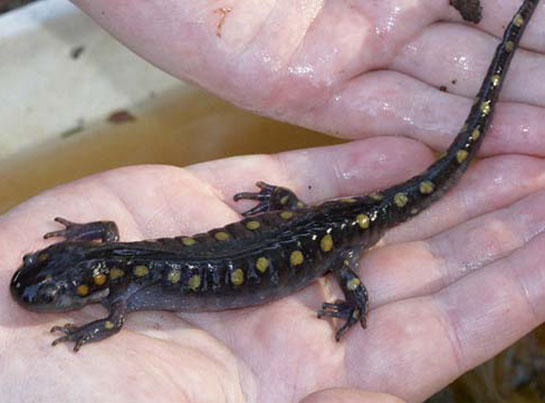 Neoteni Özellikleri ve Faydaları Nelerdir?