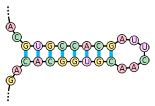 Nükleik Asitler Özellikleri ve Faydaları Nelerdir?
