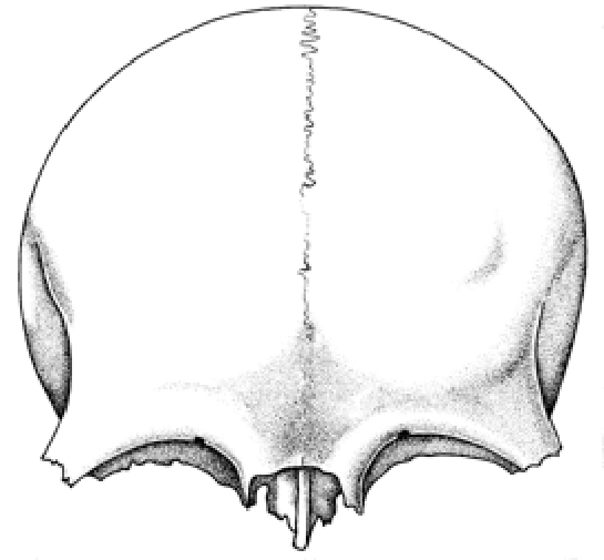 Os Frontale Özellikleri ve Faydaları Nelerdir?