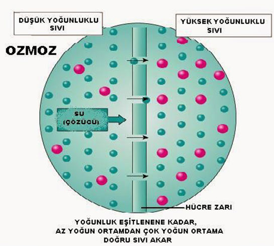 Osmoz Özellikleri ve Faydaları Nelerdir?