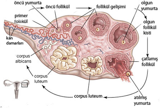 Ovülasyon Özellikleri ve Faydaları Nelerdir?