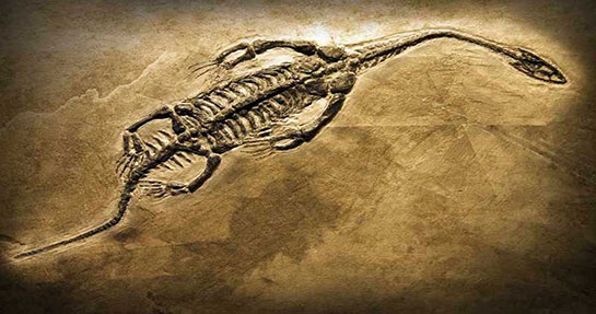 Paleontoloji Özellikleri ve Faydaları Nelerdir?