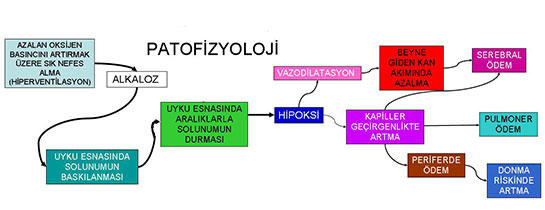 Patofizyoloji Özellikleri ve Faydaları Nelerdir?