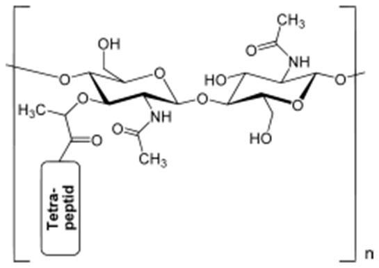 Peptidoglikan Özellikleri ve Faydaları Nelerdir?