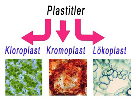 Plastit Özellikleri ve Faydaları Nelerdir?