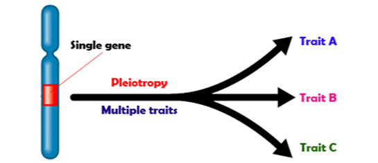 Pleiotropi Özellikleri ve Faydaları Nelerdir?