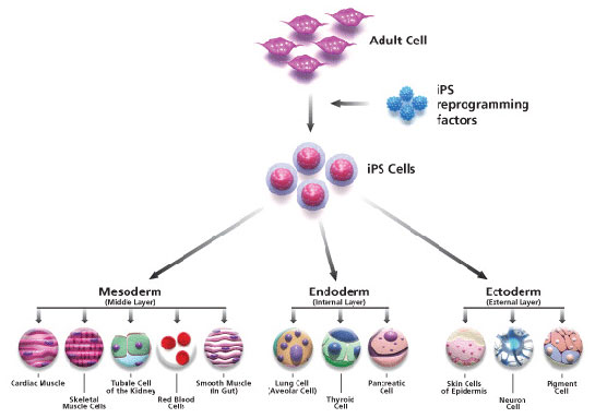 Pluripotent Özellikleri ve Faydaları Nelerdir?