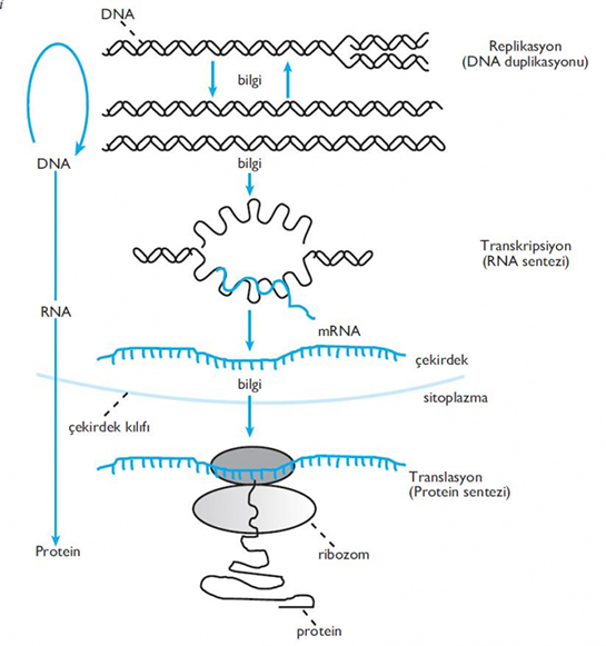 Protein Sentezi Nasıl Olur?