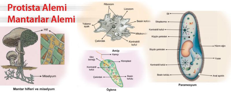 Protista Alemi Türleri ve Özellikleri