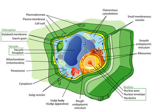 Protoplazma Özellikleri ve Faydaları Nelerdir?