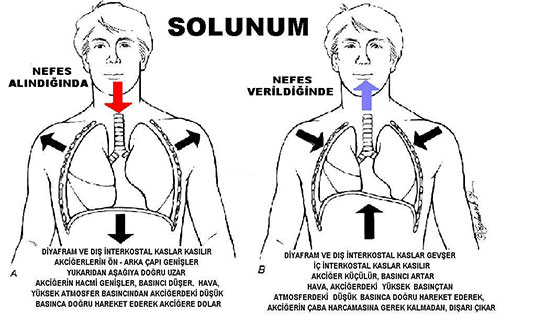 Solunum Fizyolojisi Özellikleri ve Faydaları Nelerdir?