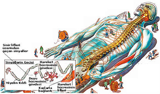 Somatik Sinir Sistemi Özellikleri ve Faydaları Nelerdir?