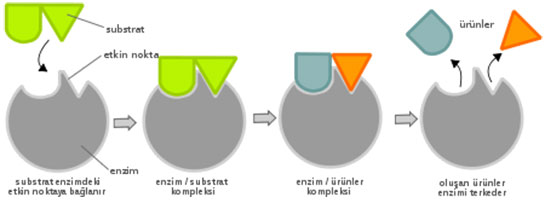 Substrat Özellikleri ve Faydaları Nelerdir?