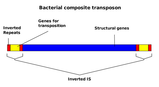 Transpozon Özellikleri ve Faydaları Nelerdir?