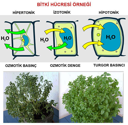 Turgor Basıncı Özellikleri ve Faydaları Nelerdir?