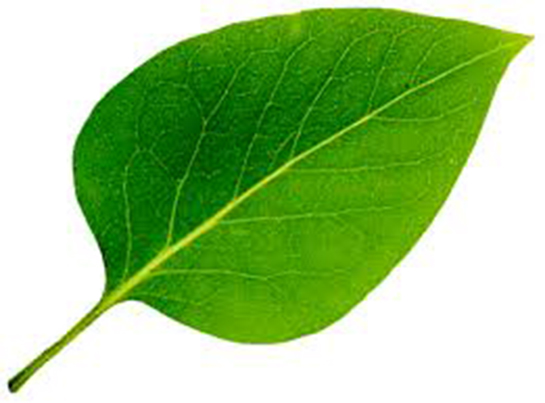 Yaprak Türleri ve Özellikleri