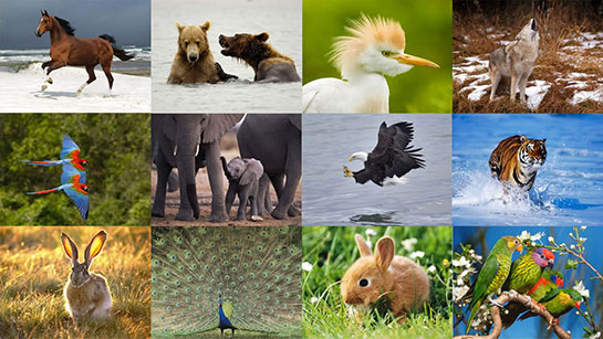 Zooloji Alt Dalları ve Özellikleri